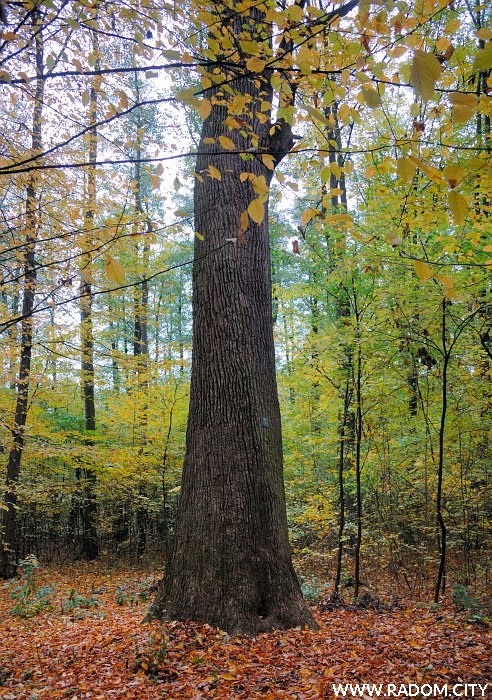 Radom. DÄ…b - pomnik przyrody w Lesie Kapturskim.