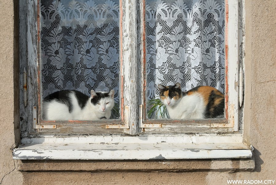 Radom. Koty w oknie na rogu Staroopatowskiej i Kosnej.