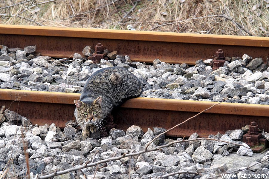 Radom. Kot na torach kolejowych.