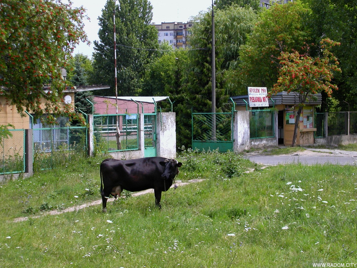 Radom. Ulica 11 Listopada - krowa przy bramie piekarni.
